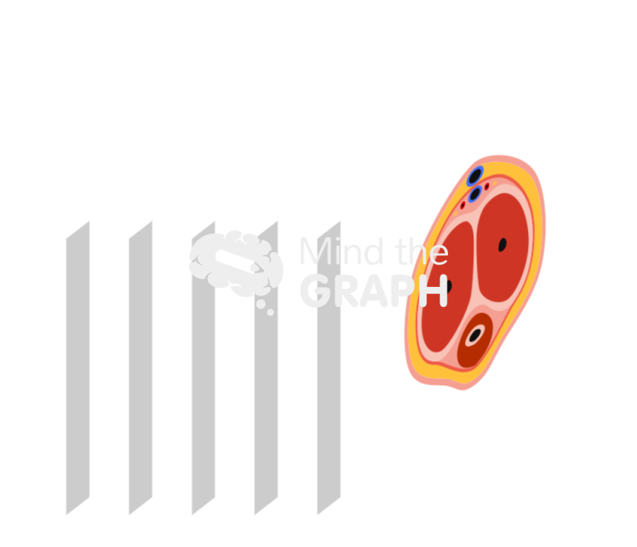 Penis ultrasound cuts perspective Icons, Symbols, Pictures, and Images