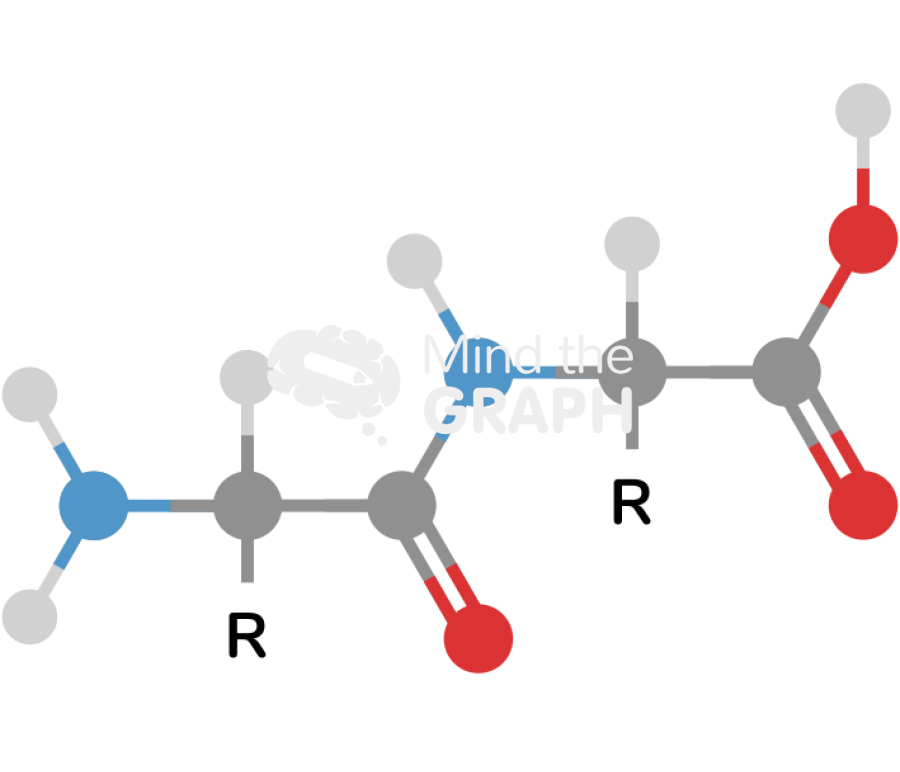 Peptide molecule Icons, Symbols, Pictures, and Images