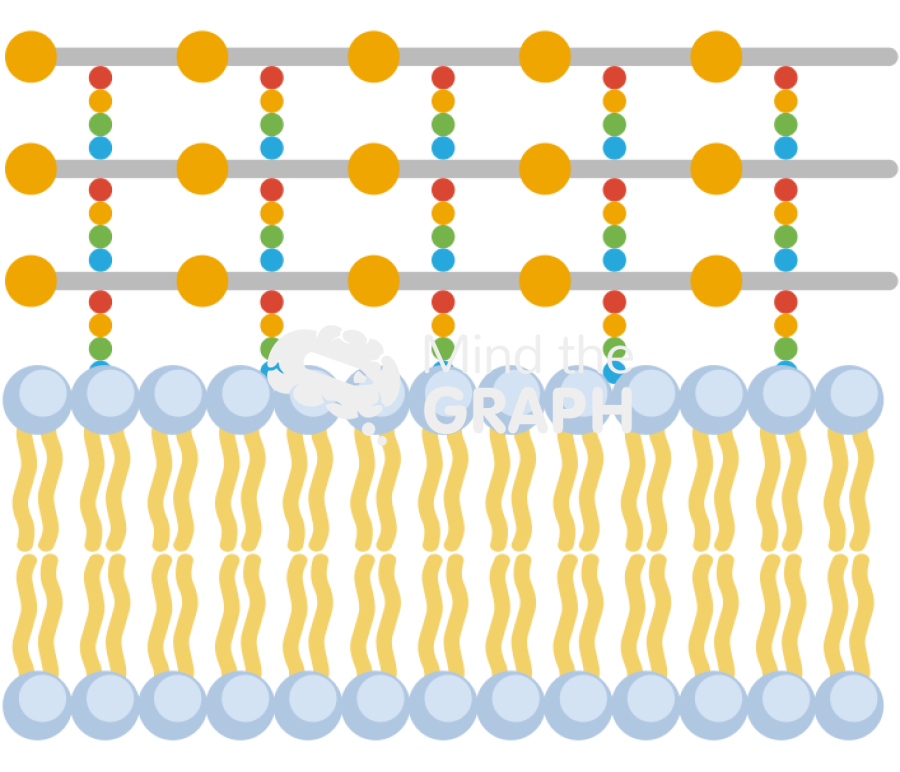 Peptidoglycan layers membrane Icons, Symbols, Pictures, and Images