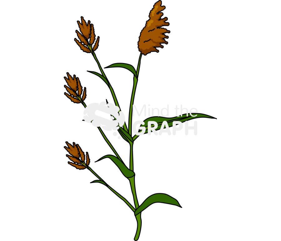 Perennial sorghum plant Icons, Symbols, Pictures, and Images