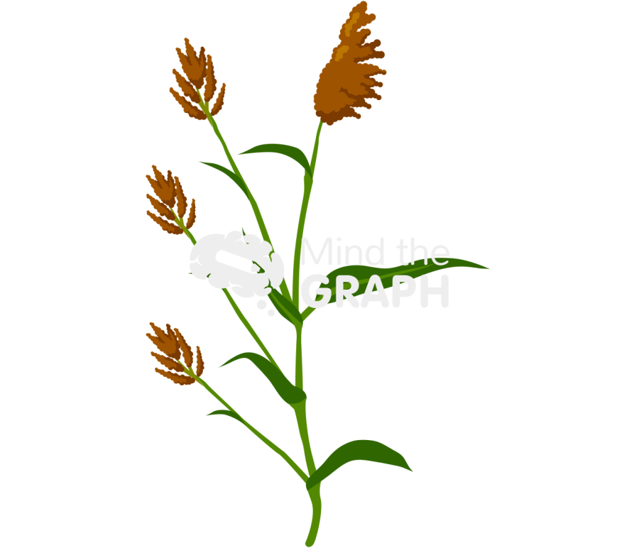 Perennial sorghum plant Icons, Symbols, Pictures, and Images