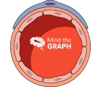 Blood vessel pericyte cell transversal cut Icons, Symbols, Pictures, and Images