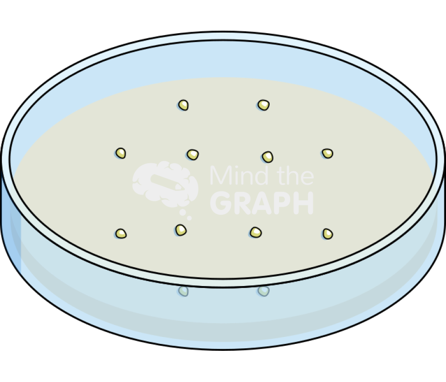 Petri dish callus clumps 1 Icons, Symbols, Pictures, and Images