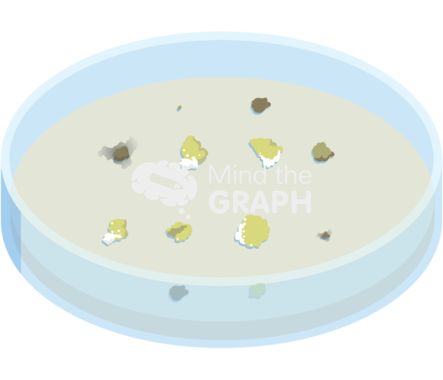 Petri dish callus clumps 2 Icons, Symbols, Pictures, and Images