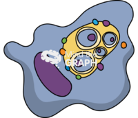 Phagocytosis macrophage 3 microbial - Edit and Customize Icons of Phagocytosis macrophage 3 microbial Phagocytosis macrophage 3 microbial Icons, Symbols, Pictures, and Images
