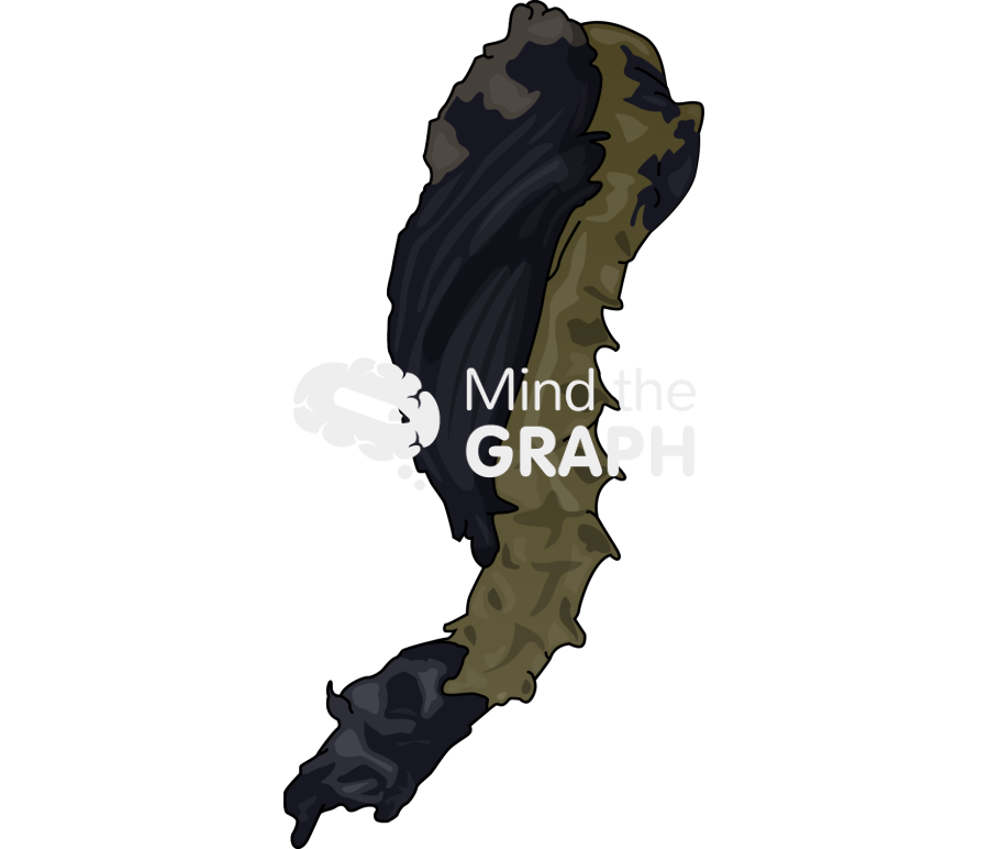 Phlebotominae pupae Icons, Symbols, Pictures, and Images