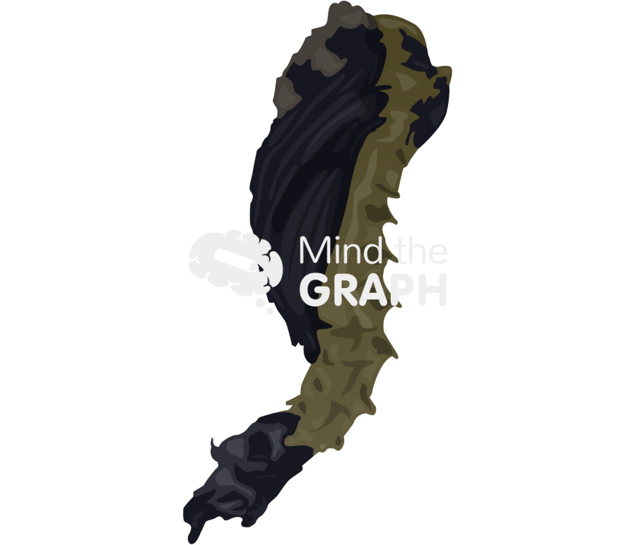 Phlebotominae pupae Icons, Symbols, Pictures, and Images