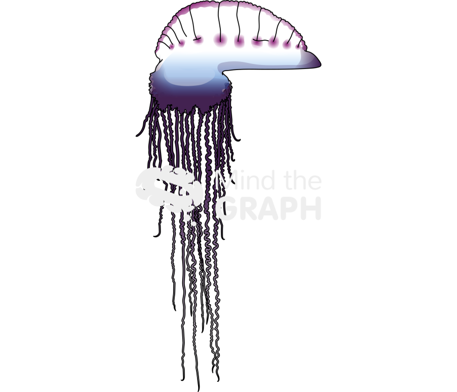 Physalia physalis Icons, Symbols, Pictures, and Images