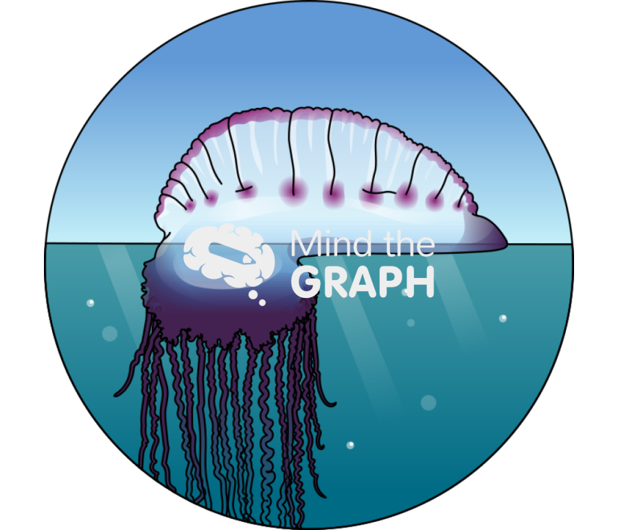 Physalia physalis sea zoom Icons, Symbols, Pictures, and Images