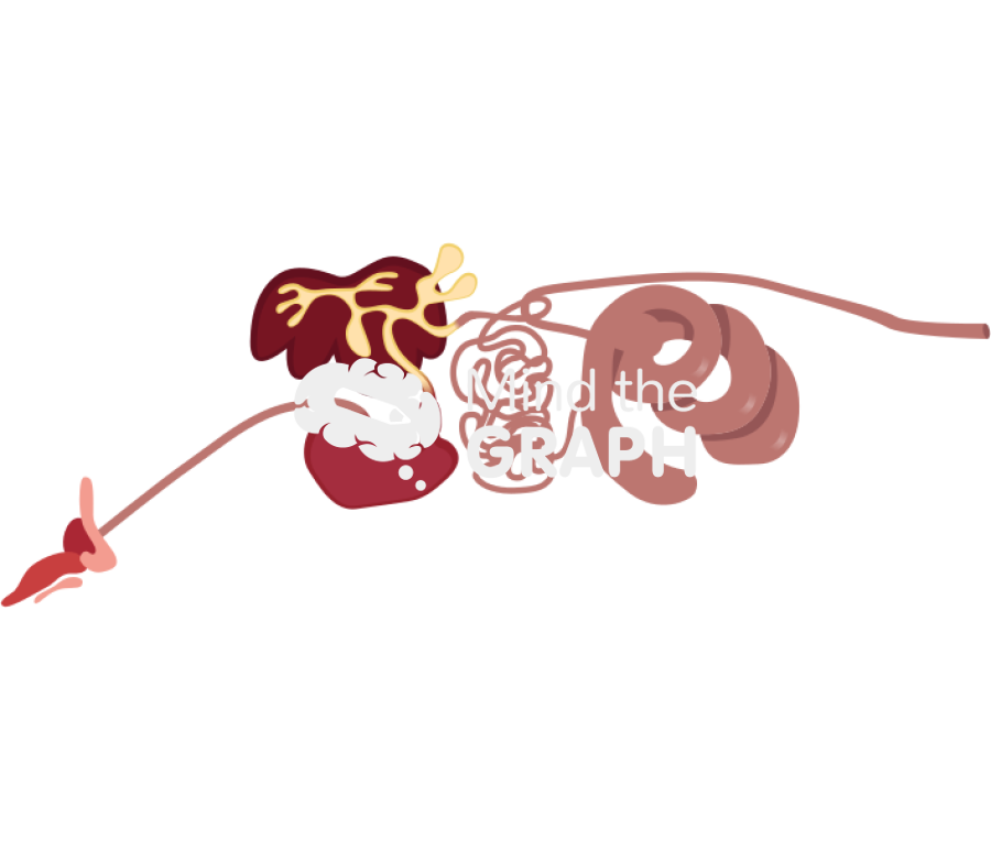 Pig digestive system Icons, Symbols, Pictures, and Images