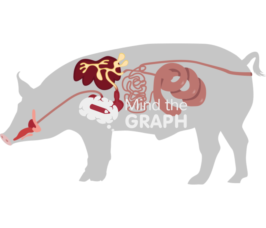 Pig digestive system body Icons, Symbols, Pictures, and Images