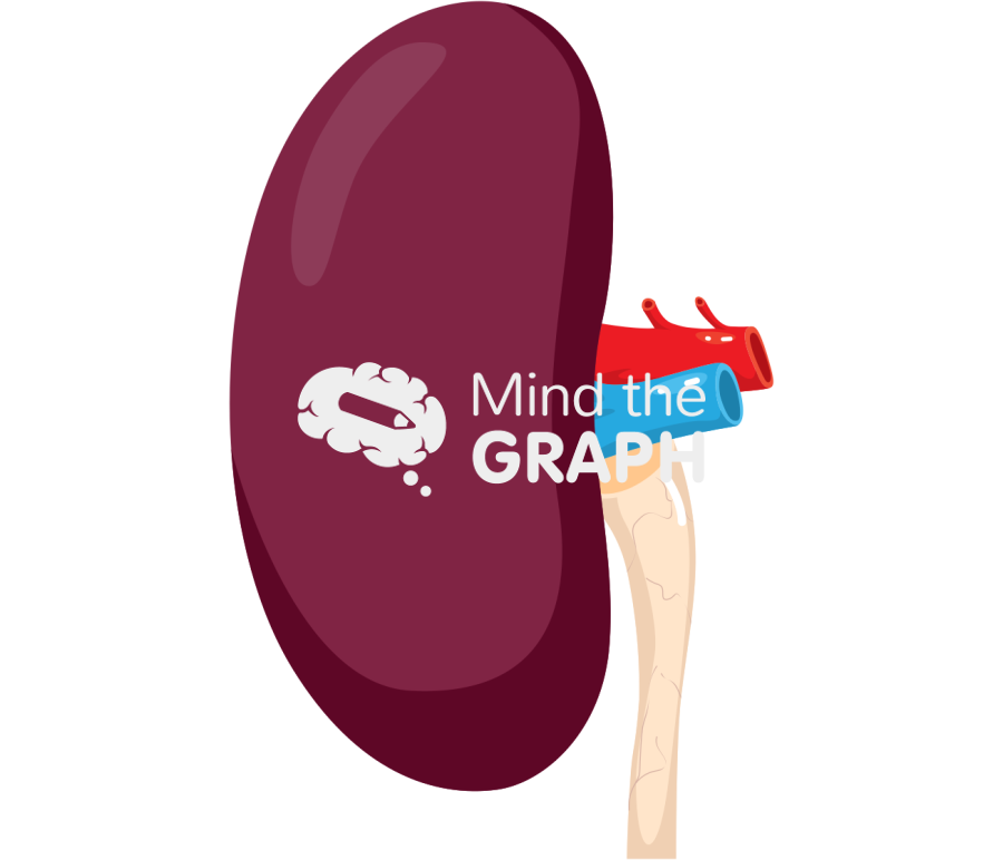 Pig kidney lateral Icons, Symbols, Pictures, and Images