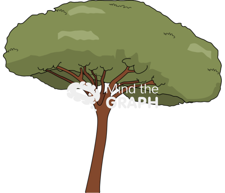 Pinus pinea tree Icons, Symbols, Pictures, and Images