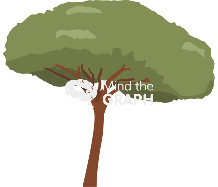 Pinus pinea tree Icons, Symbols, Pictures, and Images