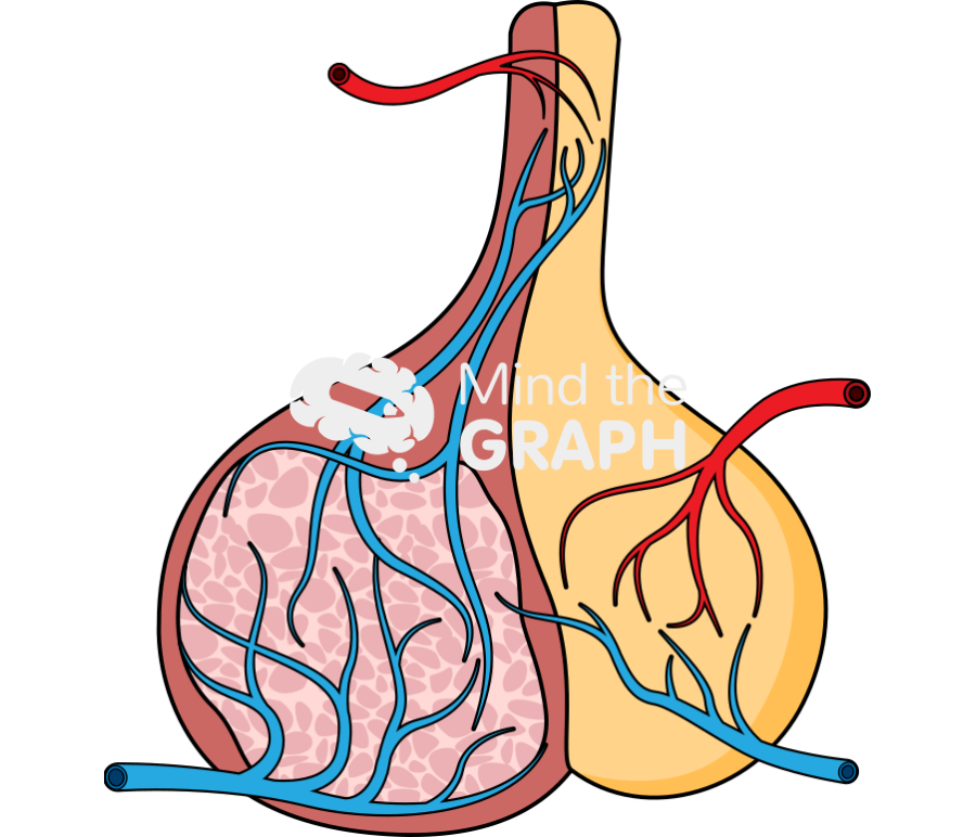 Pituitary gland cut vessel Icons, Symbols, Pictures, and Images