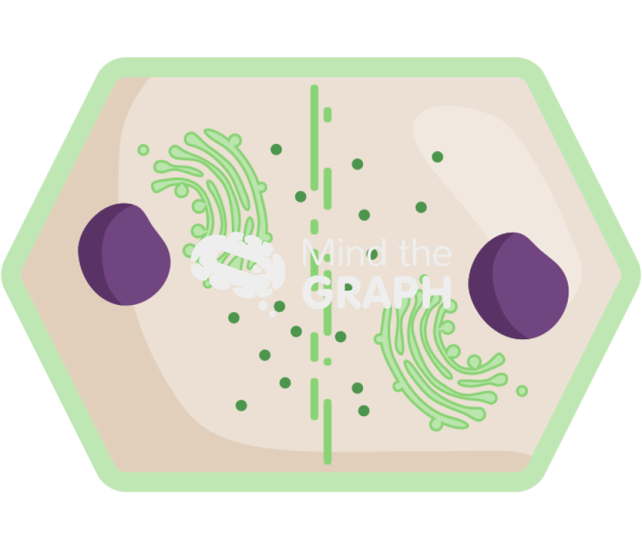 Plant cell cytokinesis 1 Icons, Symbols, Pictures, and Images