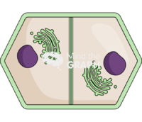 Plant cell cytokinesis 2 Icons, Symbols, Pictures, and Images