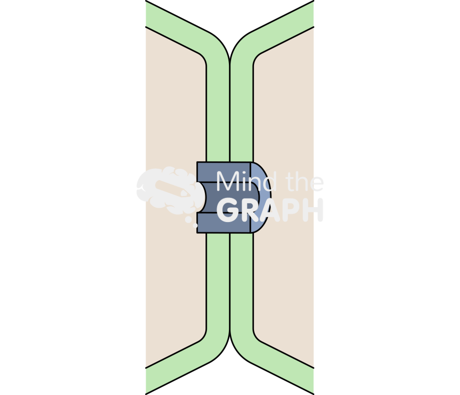 Plant cell gap junction 2 membrane Icons, Symbols, Pictures, and Images
