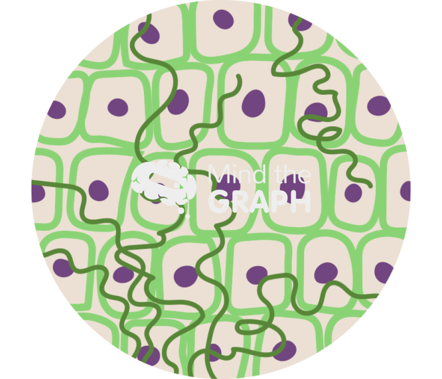 Plant endophyte cell zoom Icons, Symbols, Pictures, and Images