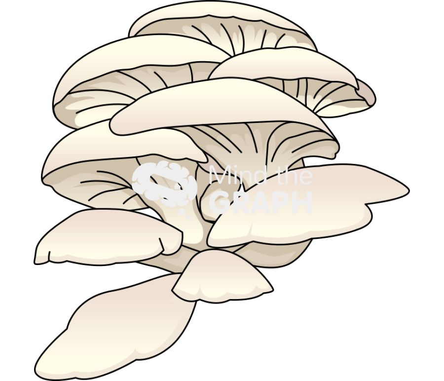 Pleurotus ostreatus Icons, Symbols, Pictures, and Images