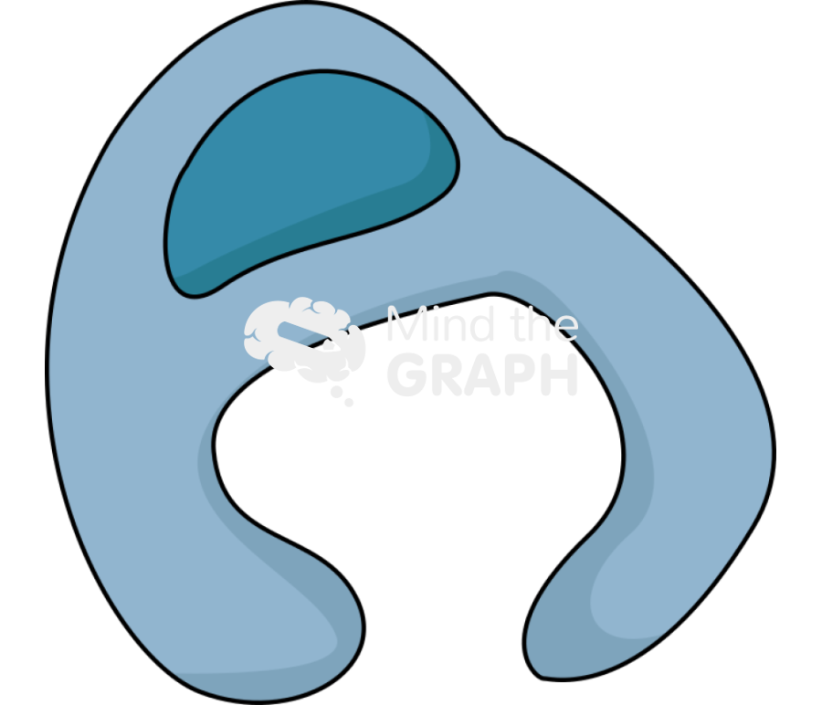 Pneumocyte type 1 1 Icons, Symbols, Pictures, and Images