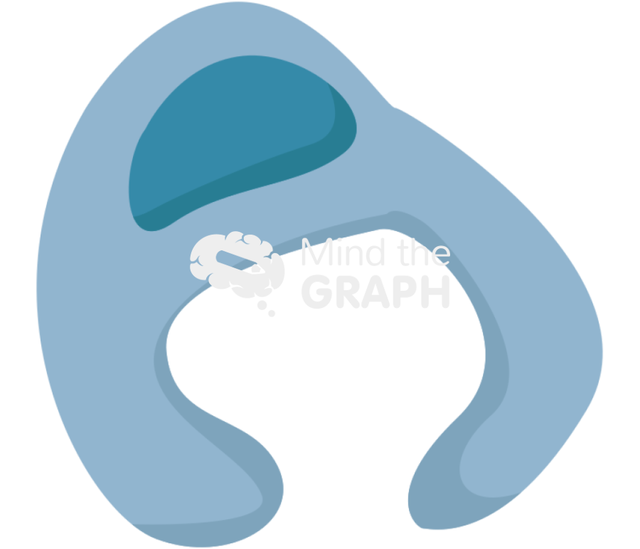 Pneumocyte type 1 1 Icons, Symbols, Pictures, and Images