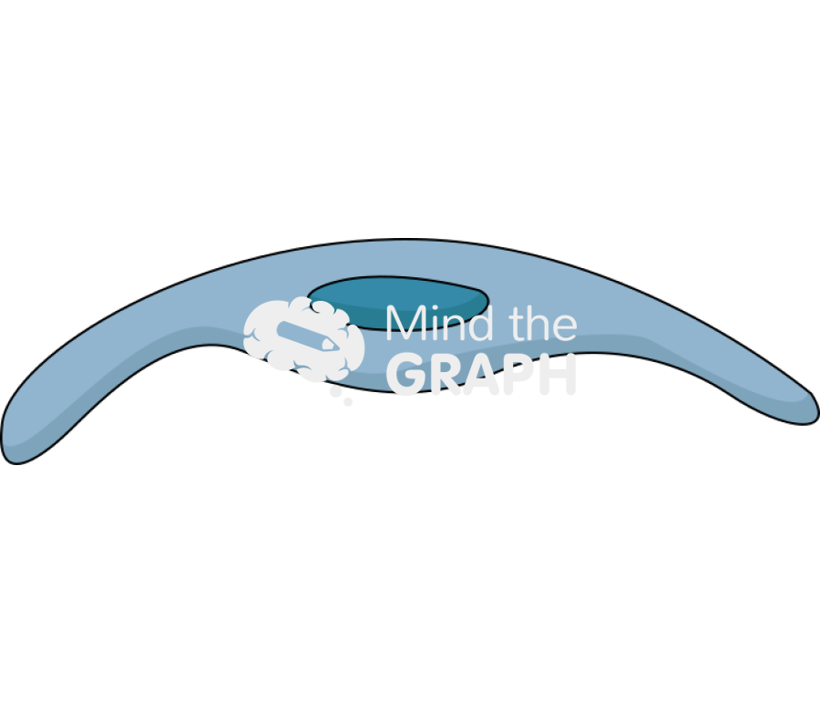 Pneumocyte type 1 2 Icons, Symbols, Pictures, and Images