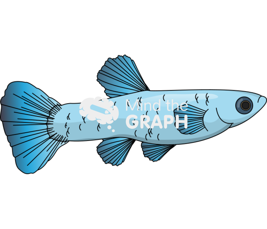 Poecilia reticulata guppy female fish Icons, Symbols, Pictures, and Images