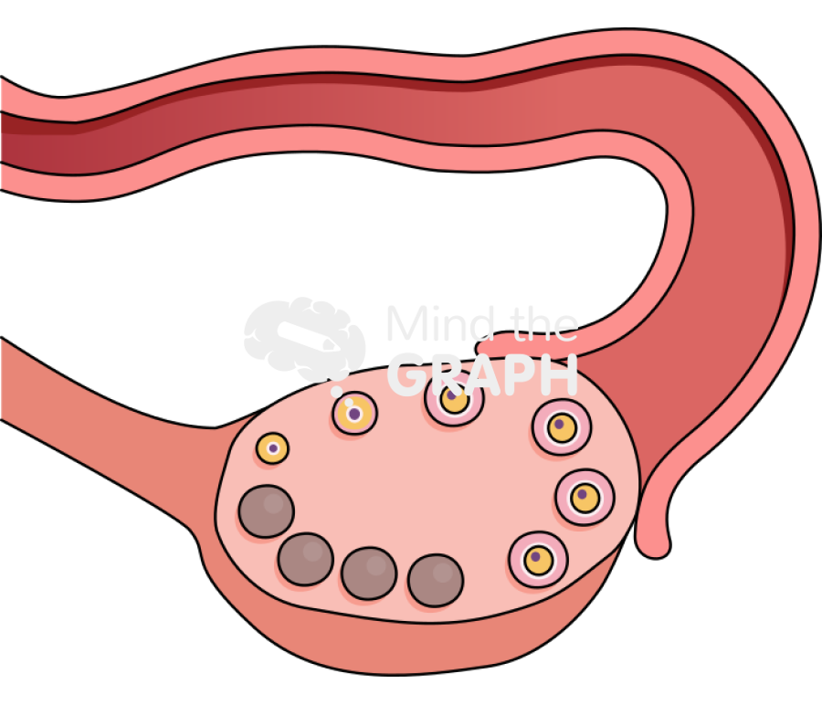 Polycystic ovary cycle cross section 2 Icons, Symbols, Pictures, and Images