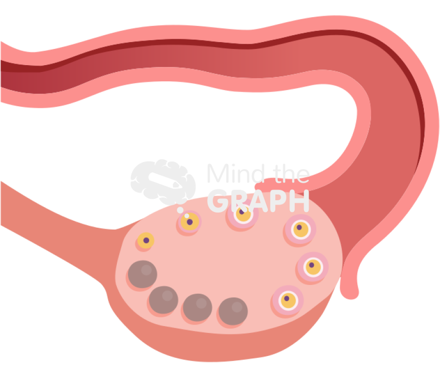 Polycystic ovary cycle cross section 2 Icons, Symbols, Pictures, and Images