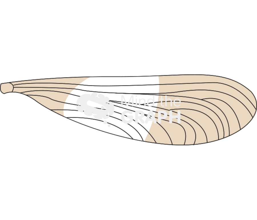 Polythore mutata wing Icons, Symbols, Pictures, and Images