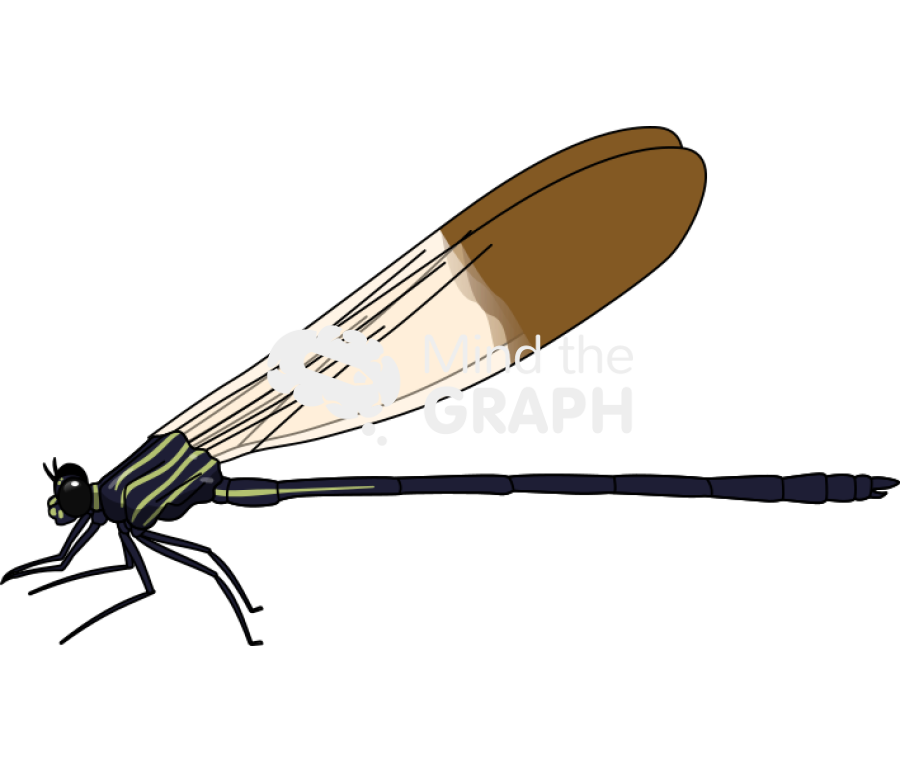 Polythore ornata Icons, Symbols, Pictures, and Images