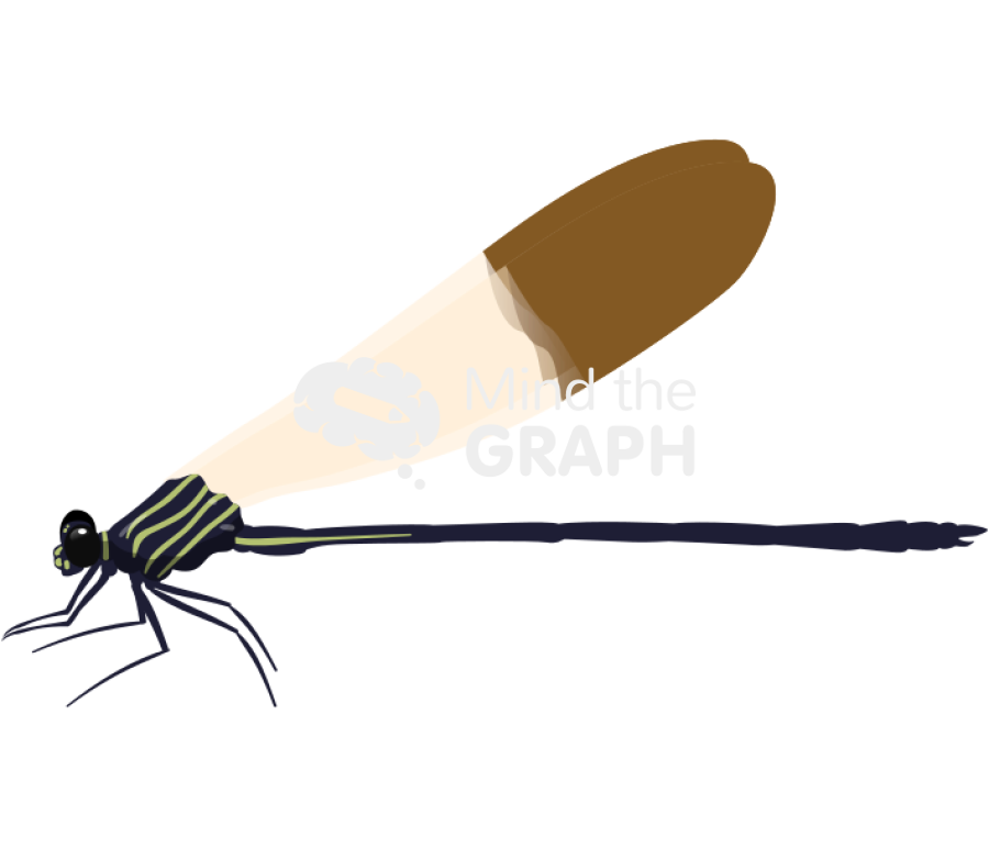 Polythore ornata Icons, Symbols, Pictures, and Images