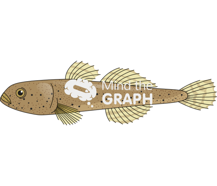 Pomatoschistus canestrini fish Icons, Symbols, Pictures, and Images