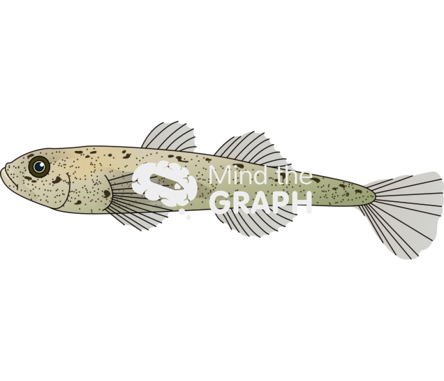 Pomatoschistus marmoratus fish Icons, Symbols, Pictures, and Images