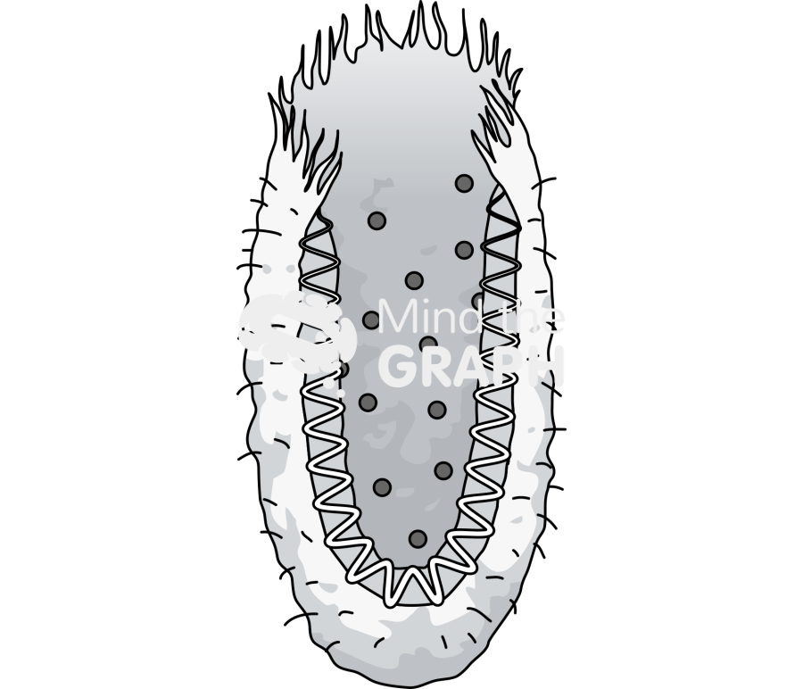 Porifera transverse section Icons, Symbols, Pictures, and Images