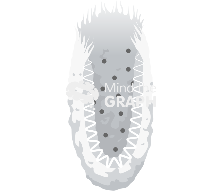 Porifera transverse section Icons, Symbols, Pictures, and Images