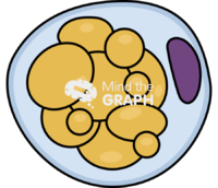 Preadipocyte differentiation - Edit and Customize Icons of Preadipocyte differentiation Preadipocyte differentiation Icons, Symbols, Pictures, and Images