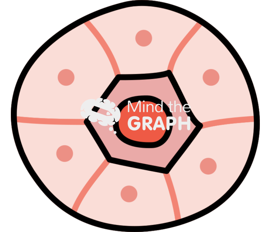 Primary follicle Icons, Symbols, Pictures, and Images
