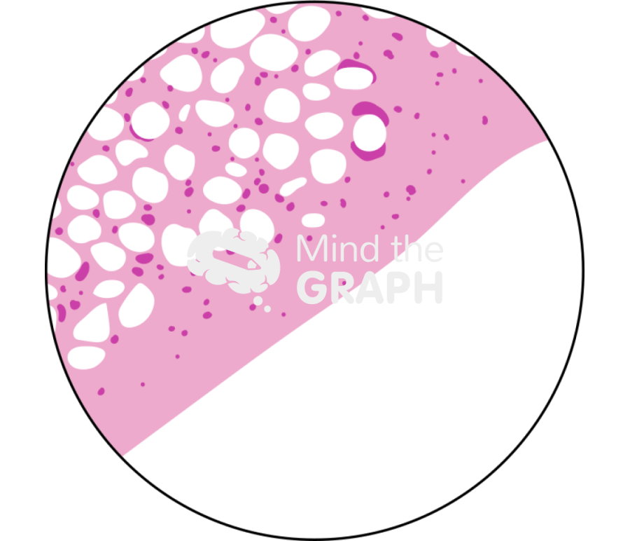 Progression of the neck partial regeneration pga 1 month zoom Icons, Symbols, Pictures, and Images