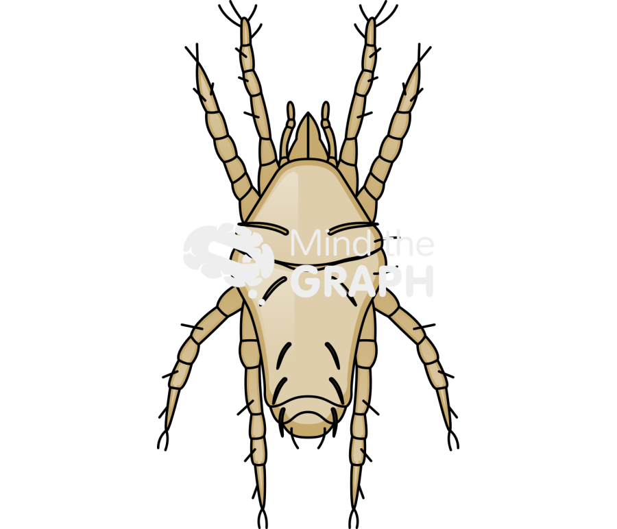 Pronematus ubiquitus male mite top Icons, Symbols, Pictures, and Images