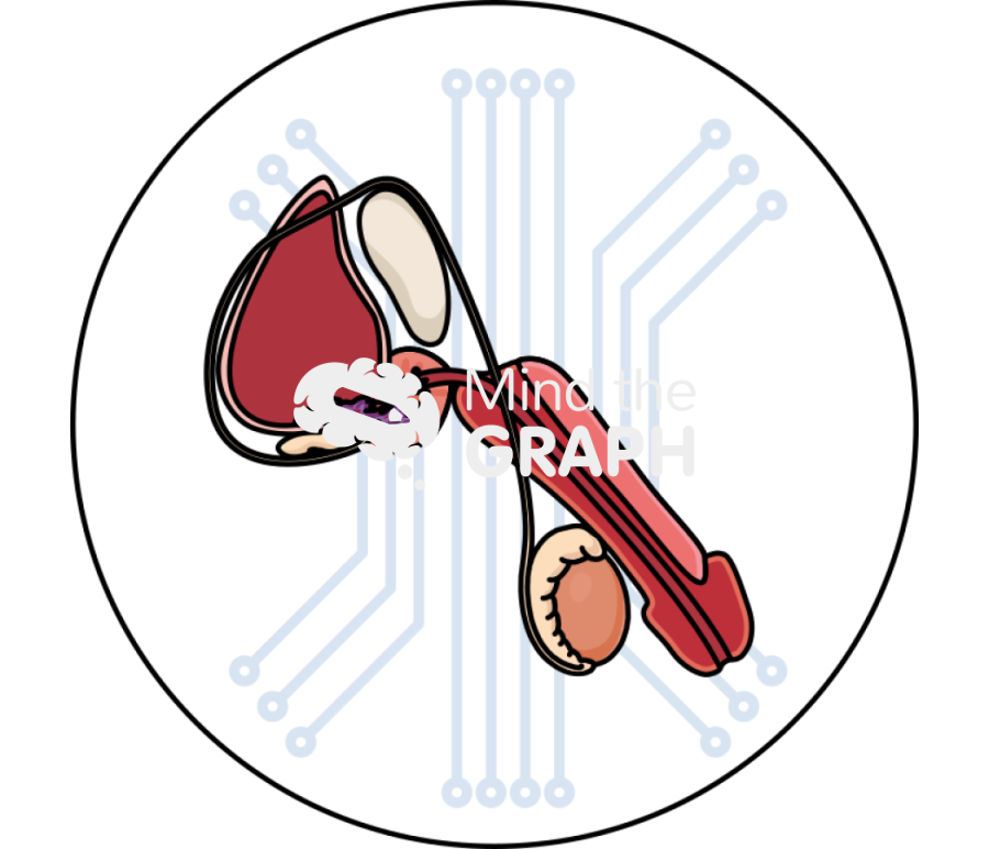 Prostate cancer machine learning Icons, Symbols, Pictures, and Images