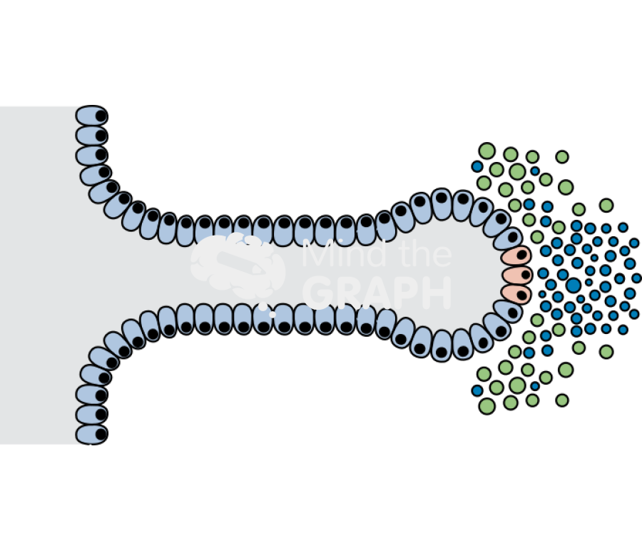 Prostate development stage 2 Icons, Symbols, Pictures, and Images
