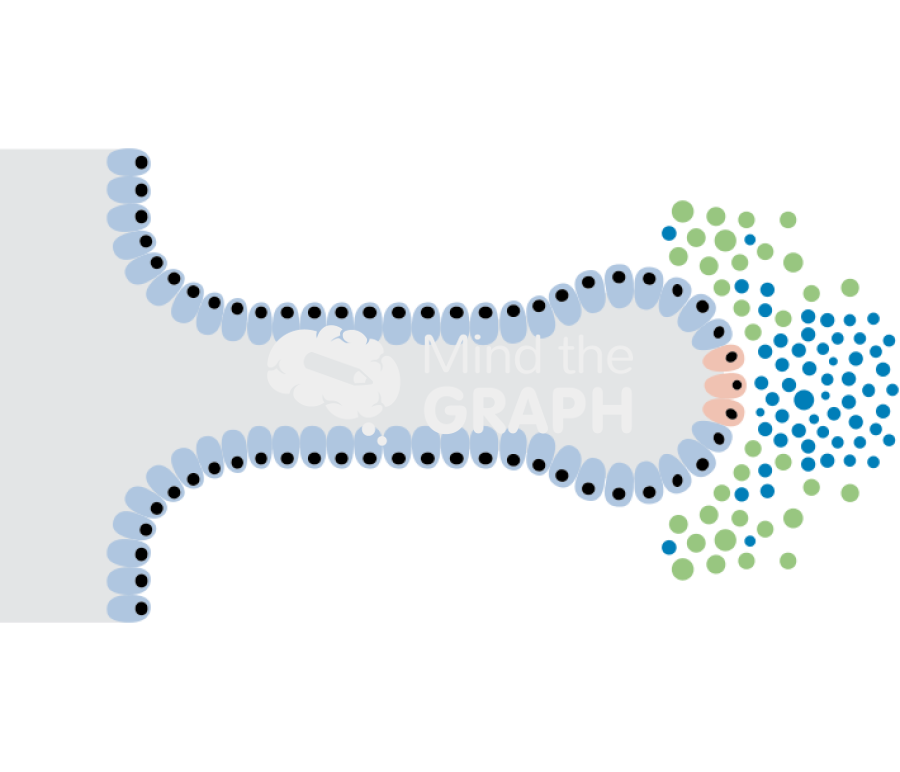 Prostate development stage 2 Icons, Symbols, Pictures, and Images