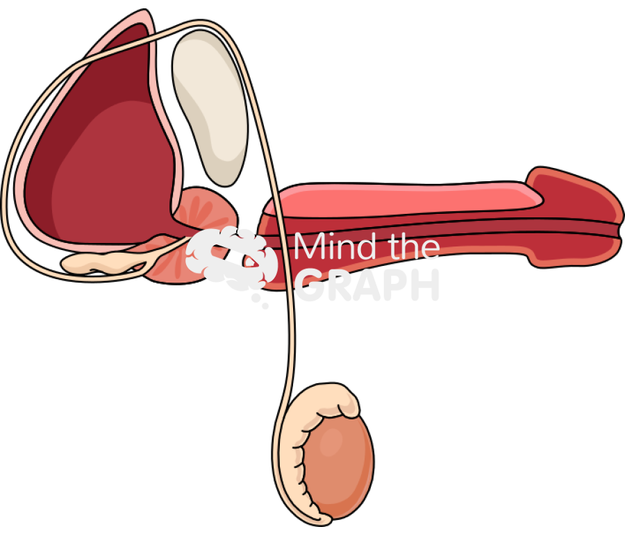 Prostate testiculous penis bladder sagittal cut Icons, Symbols, Pictures, and Images