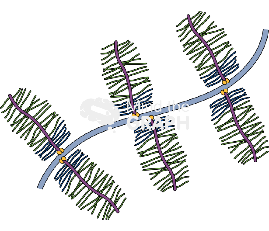 Proteoglycan filaments hyaluronic backbone Icons, Symbols, Pictures, and Images