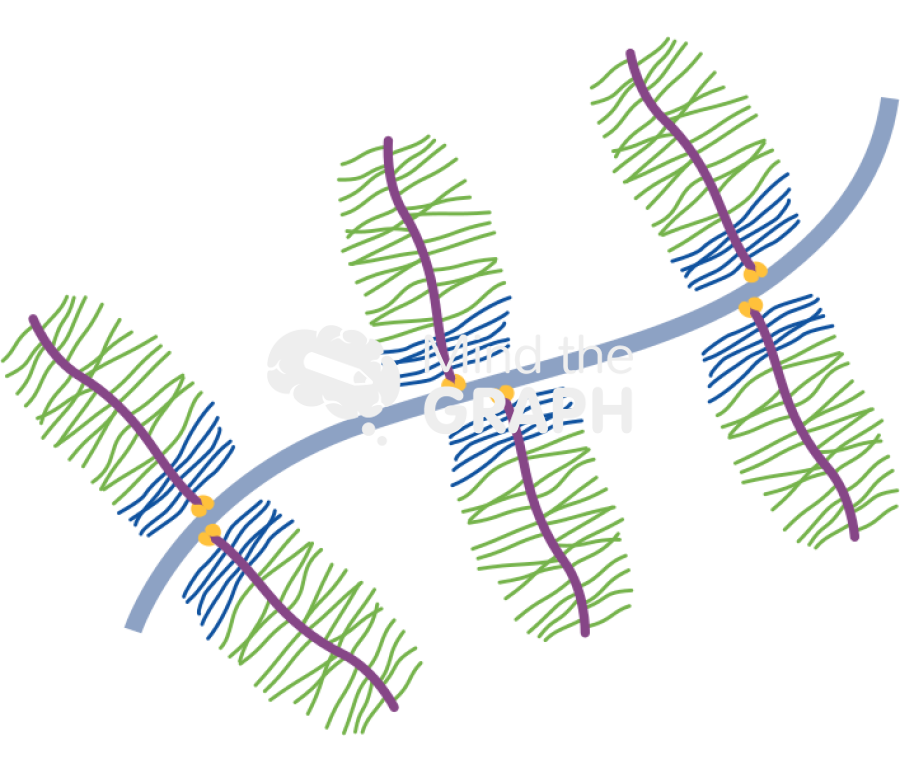 Proteoglycan filaments hyaluronic backbone Icons, Symbols, Pictures, and Images