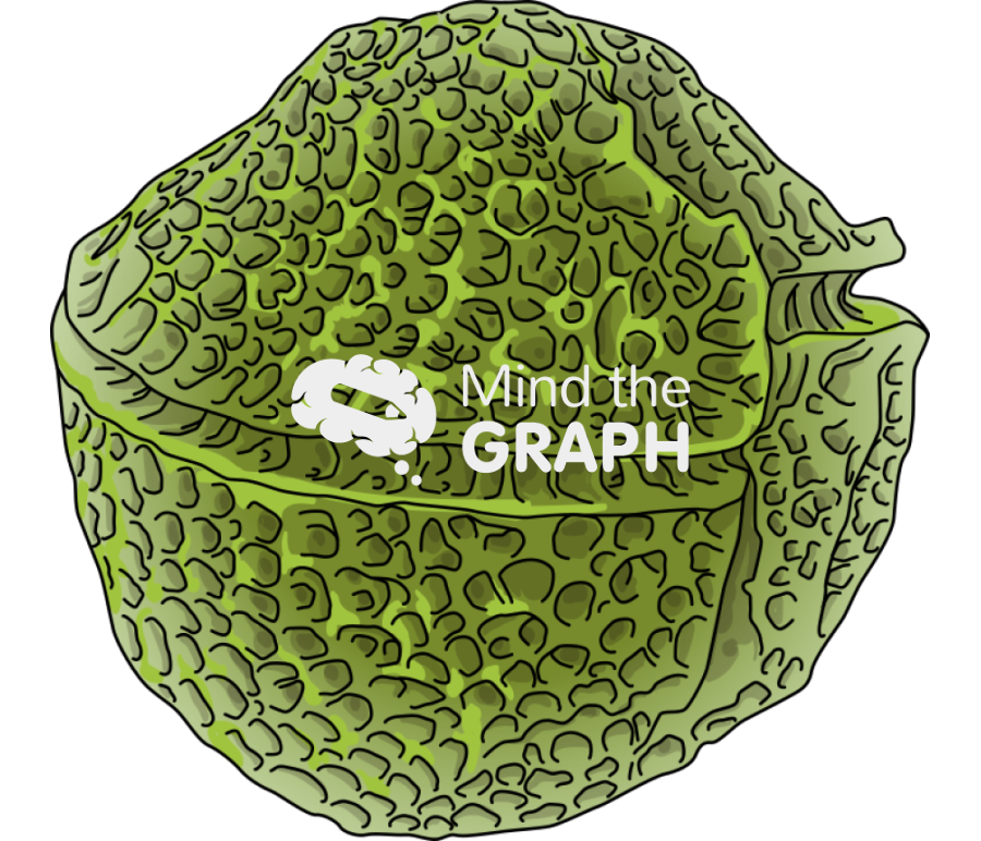 Protoceratium reticulatum dinoflagellate Icons, Symbols, Pictures, and Images