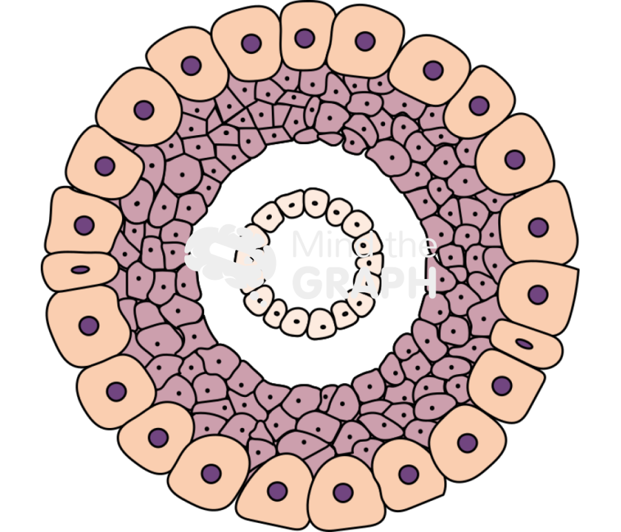 Pseudocoelomate Icons, Symbols, Pictures, and Images