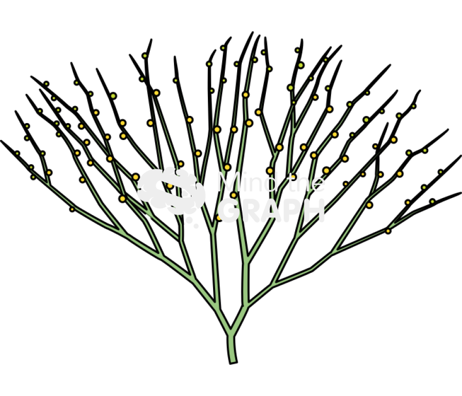 Psilotum nudum 1 Icons, Symbols, Pictures, and Images